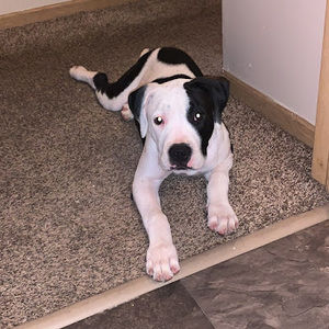 Meet your Posher, Dominic